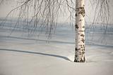Birch tree in winter