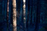Blue forest