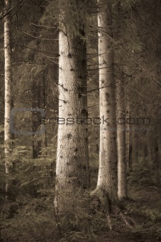 Big spruce trees in  sepia forest