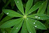Lupin leaf with raindrops or morning dew