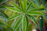 Lupine leaves with raindrops 