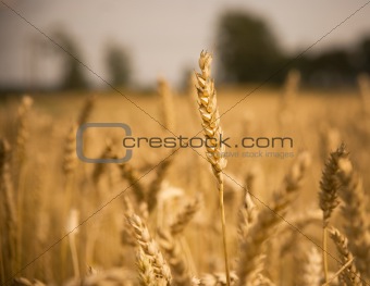 Clopse up of wheat