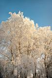 Birch trees in hoar frost