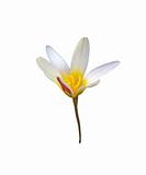 Isolated white and yellow trout lily
