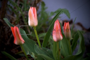 Four red tulips