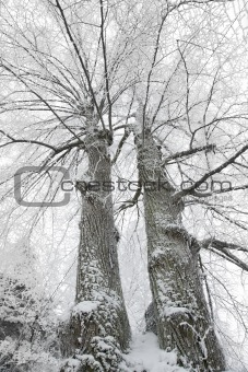 Two winter trees