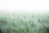 Grass in mist