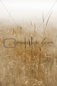 gras in a field ona misty morning