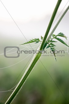 Plant with cobweb