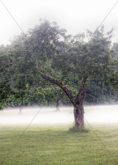 Trees on a field with fog