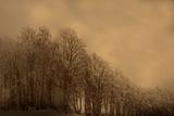 Sepia forest