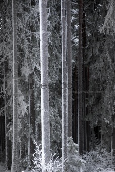 Tree trunks with hoar frost