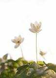 Wood anemone in spring