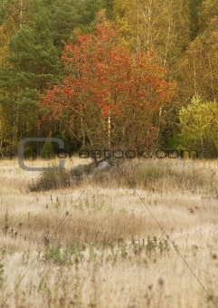 Rowan tree in a field