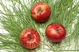 Three red apples, green herb