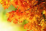 Autumn maple branch background