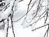 Ice on branches