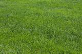 lawn, green grass