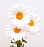 bouquet of white beautiful