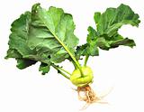 green kohlrabi cabbage