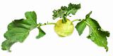 green kohlrabi cabbage