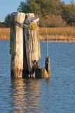 Broken wooden dock