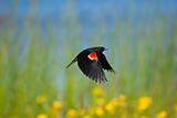 Flying Red-winged Blackbird