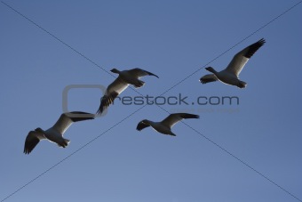 Snow geese