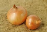 Ripe onion