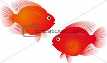 Red parrot fish vector