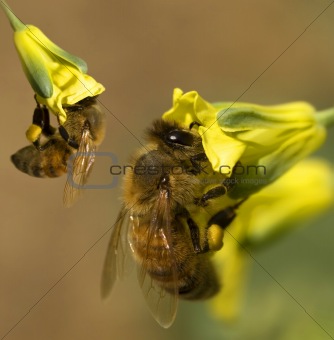 busy spring bees collect pollen from yellow broccoli flowers in 