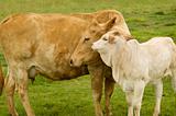 charolais cow with baby calf - spring time mother  love 