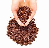 female hands full of coffee beans 