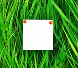 paper attached to green grass