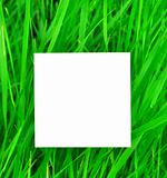 paper  on green grass