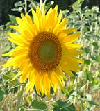 beautiful yellow sunflower 