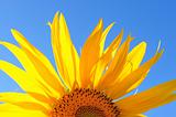 a bright fresh sunflower