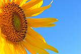 a bright fresh sunflower