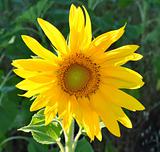 beautiful yellow sunflower 