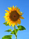 beautiful sunflower 