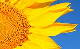 sunflower closeup 