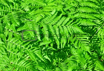fern growing in a forest