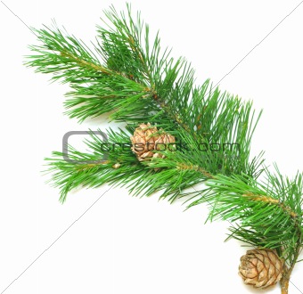siberian cedar(siberian pine) branch with ripe cone 