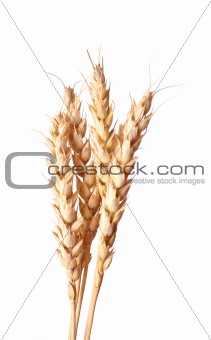golden wheat ear 