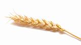 golden wheat ear
