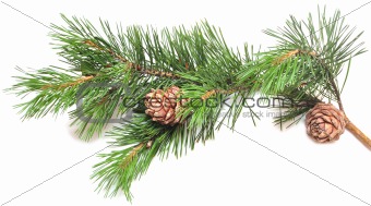 siberian cedar(siberian pine) branch with ripe cone