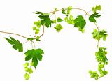 hops plant twined vine