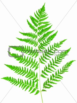 young green fern leaf 