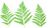 young green fern leaf