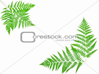young green fern leaf
